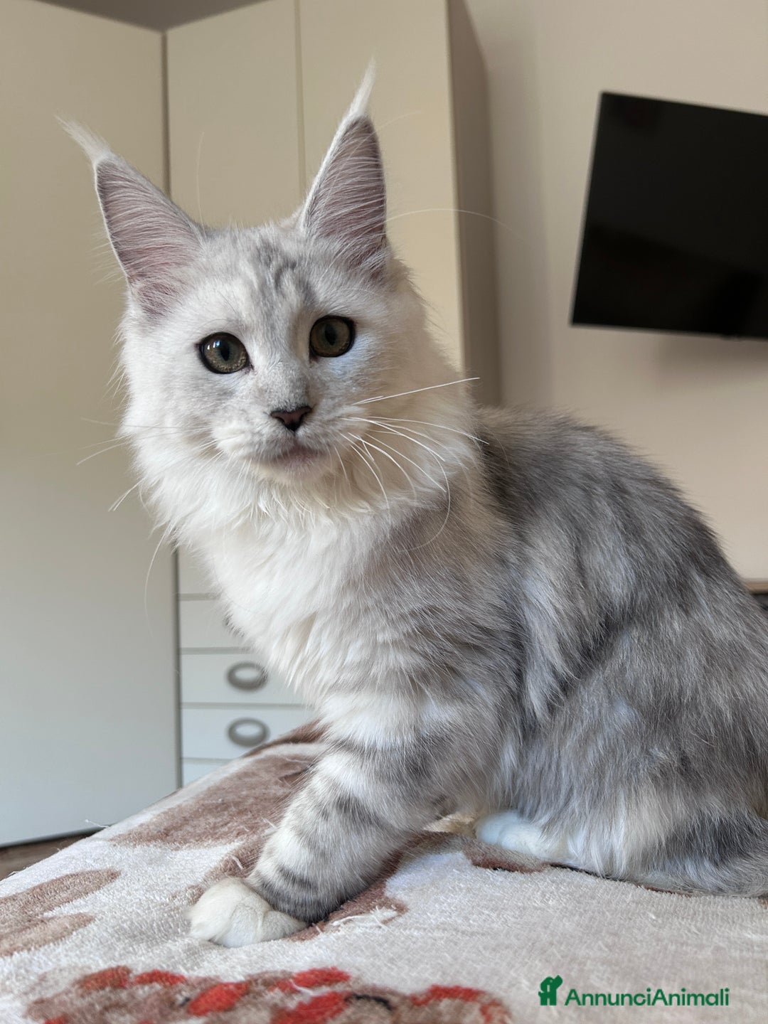 Maine Coon gatti in vendita: Femmina Maine Coon shaded - Annuncio 12