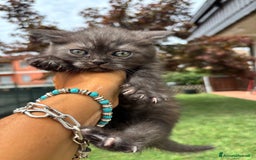 British gatti in vendita: British shorthair  a Provincia di Lodi - Immagine 1