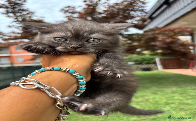 British gatti a Provincia di Lodi - Annuncio 12