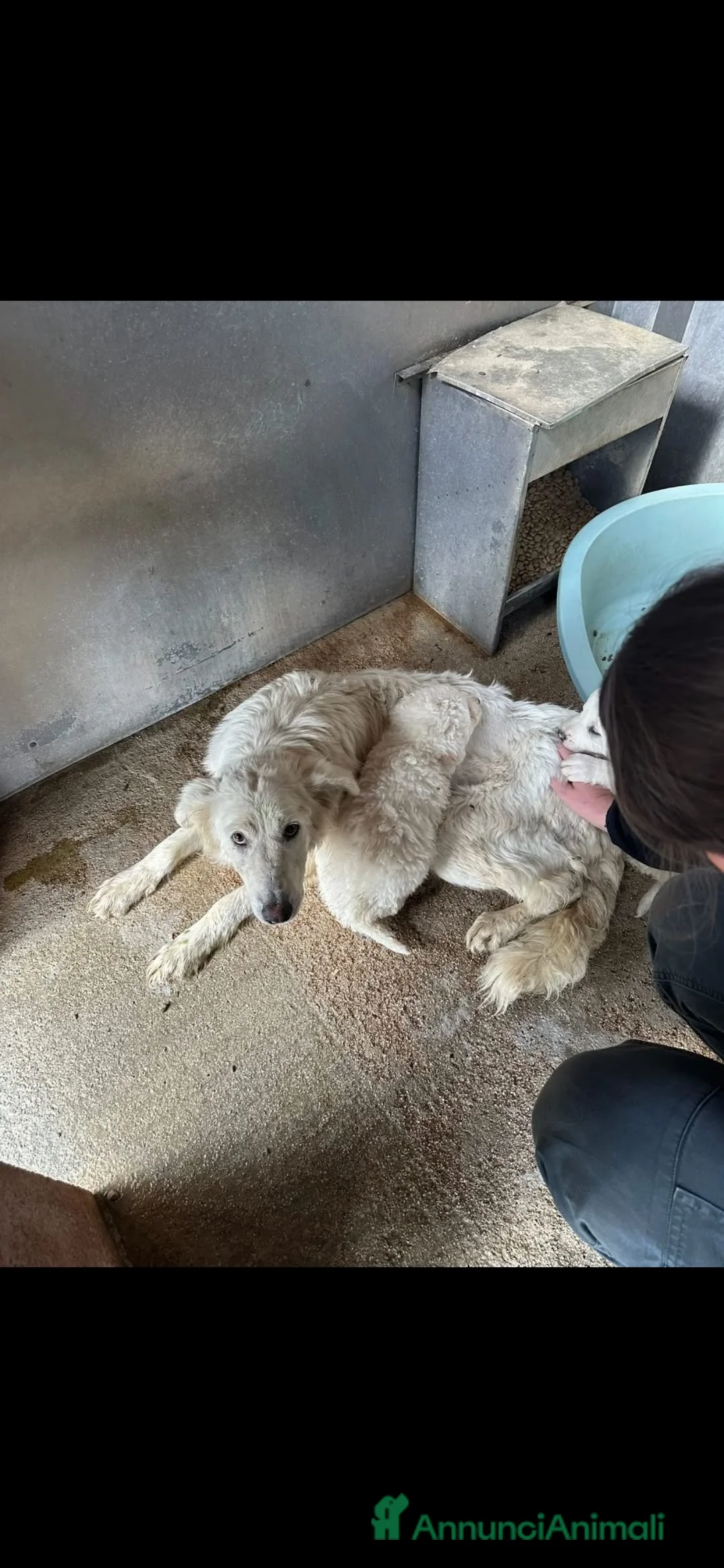 Meticcio cani in regalo: Meravigliosi cuccioli simil maremmano a Città metropolitana di Milano - Annuncio 5