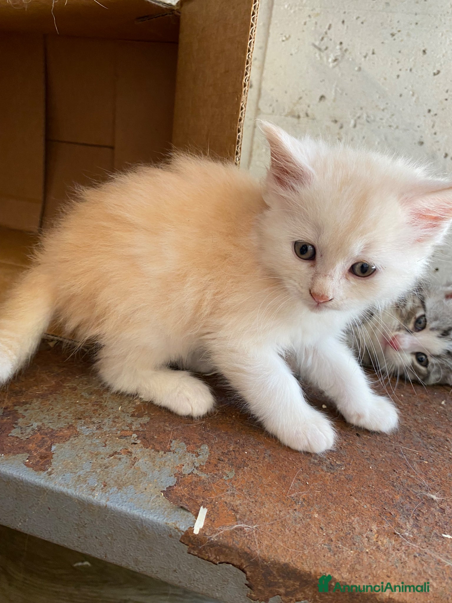 Meticcio gatti Gattini incrocio Main coon - Annuncio 1