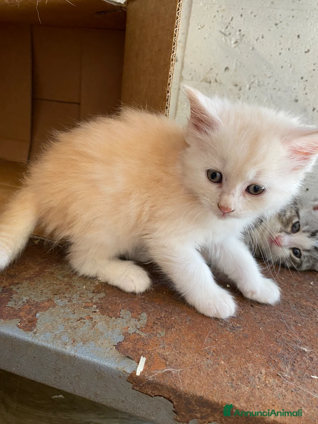 Meticcio gatti in vendita: Gattini incrocio Main coon - Annuncio 1