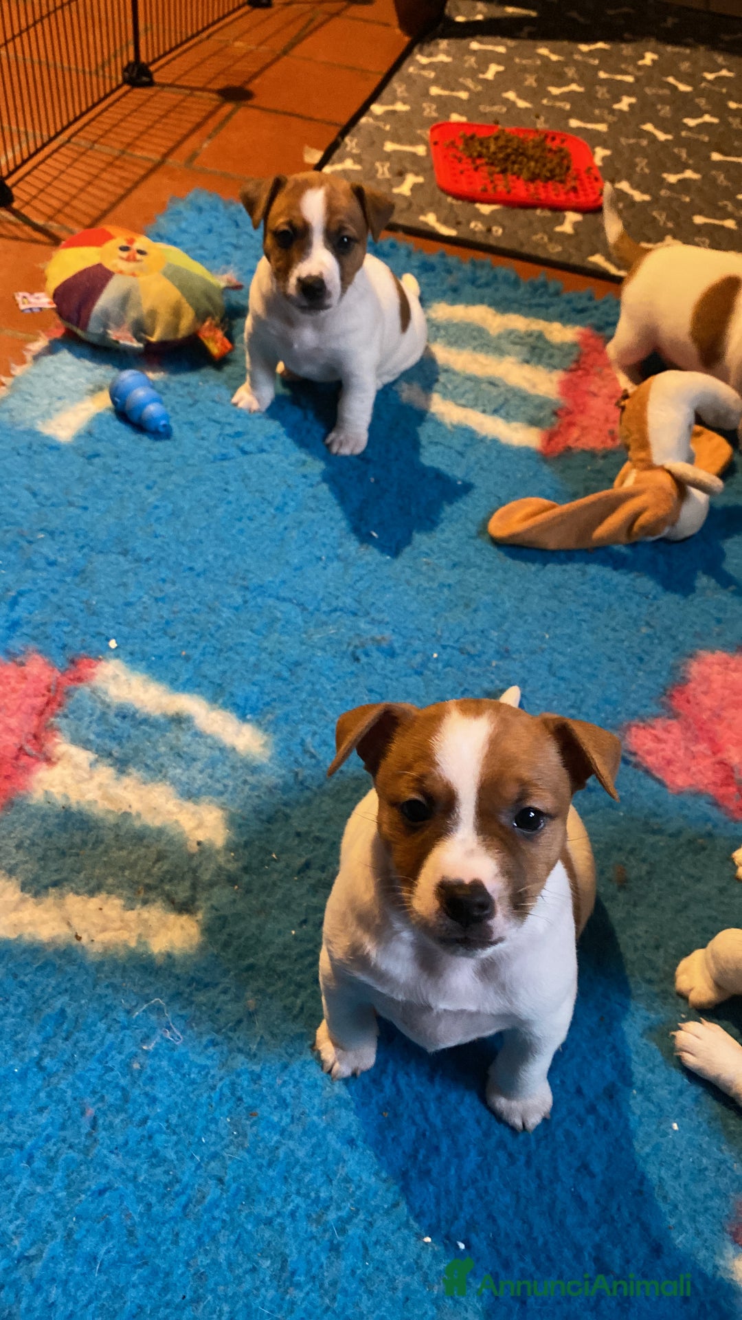 Jack Russell cani in vendita: JACK RUSSELL TERRIER pelo corto pedigree - Annuncio 10