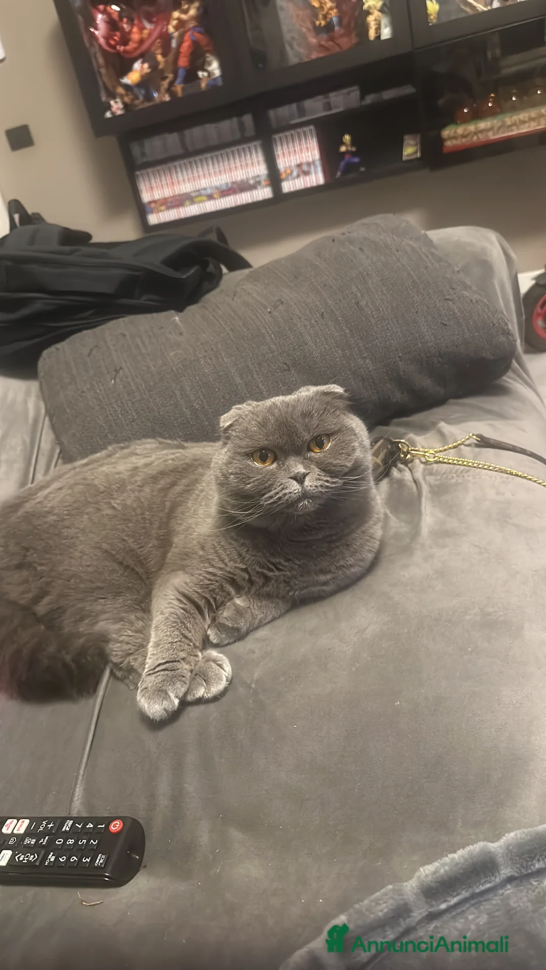 Maine Coon gatti in regalo: Gatti di razza 3 anni e 2  sterilizzati entrambe   a Provincia di Parma - Annuncio 2