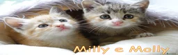 Europeo gatti in regalo: Milly e Molly  cercano  urgentemente  casa. - Annuncio 4