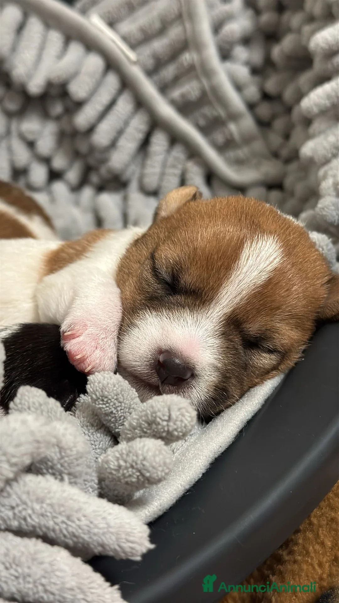 Jack Russell cani in vendita: Jack Russel - Annuncio 2