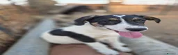 Meticcio cani in regalo: 5mesiDOPO 7G NN LO VOGLIONO+!OK GATTI.MONZA BRIANZ - Annuncio 1