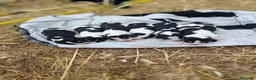 Beagle cani in vendita: Beagle - Annuncio 5