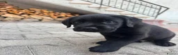 Labrador cani in vendita: Vendita cuccioli neri di labrador a Provincia di Rimini - Annuncio 3