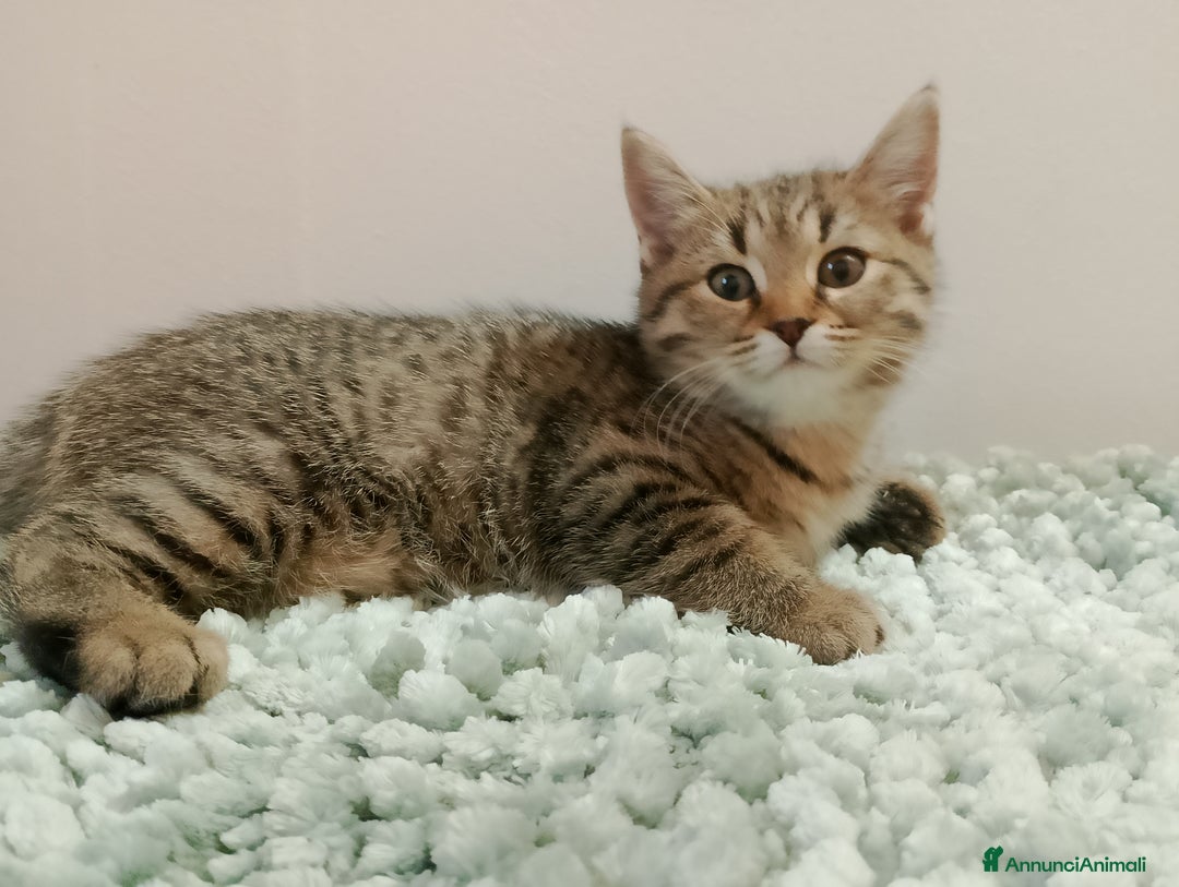 Meticcio gatti in vendita: Gattini  - Annuncio 7