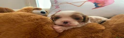 Cavalier King cani in vendita: Cuccioli di Cavalier King con Affisso ENCI  - Annuncio 9