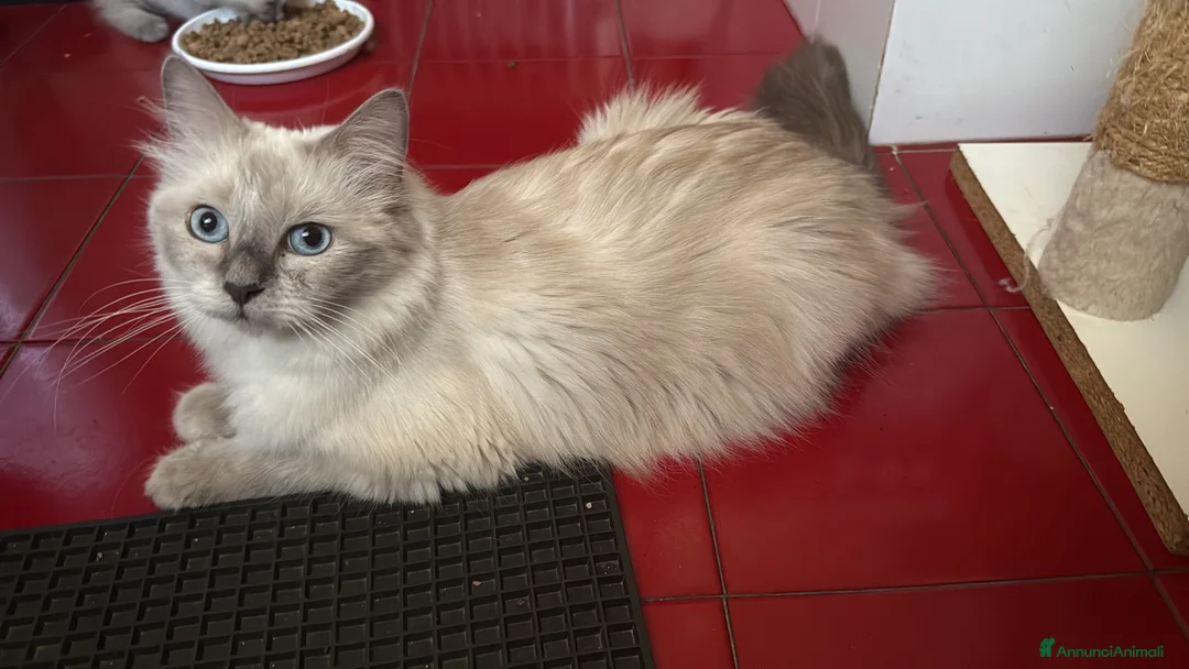 Ragdoll gatti in vendita: Ragdoll maschi cuccioli  - Annuncio 4