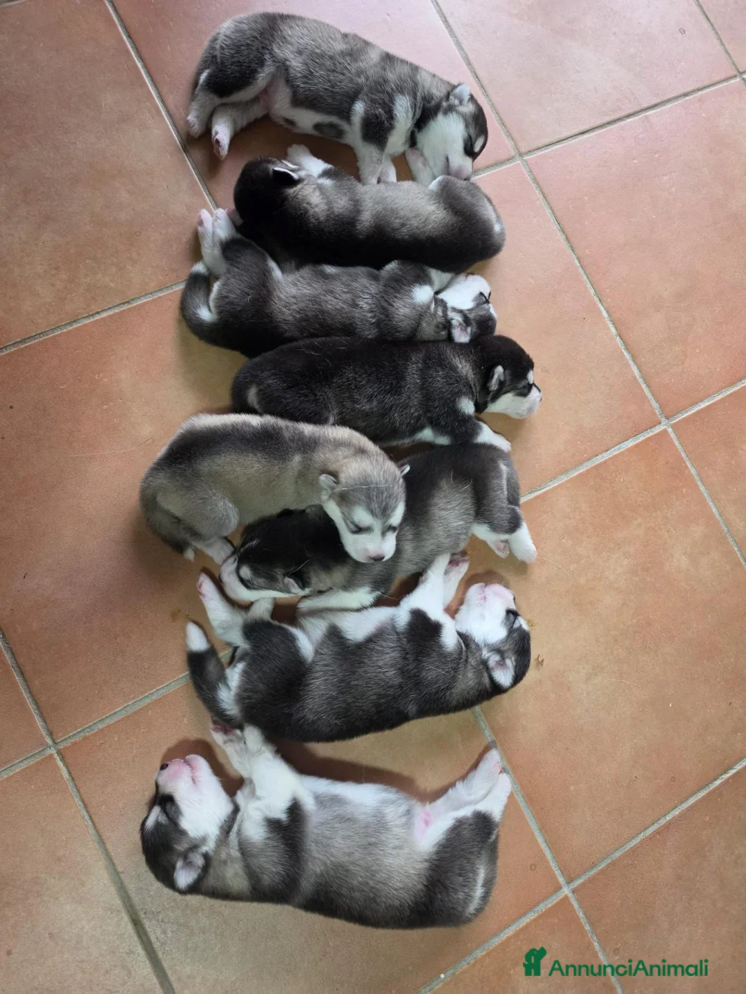 Alaskan Malamute cani in vendita: CUCCIOLI DI ALASKAN MALAMUTE ROMA - Annuncio 17