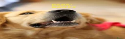 Golden Retriever cani in vendita: Splendidi golden Retriever angloamericani a Città metropolitana di Roma Capitale - Annuncio 12