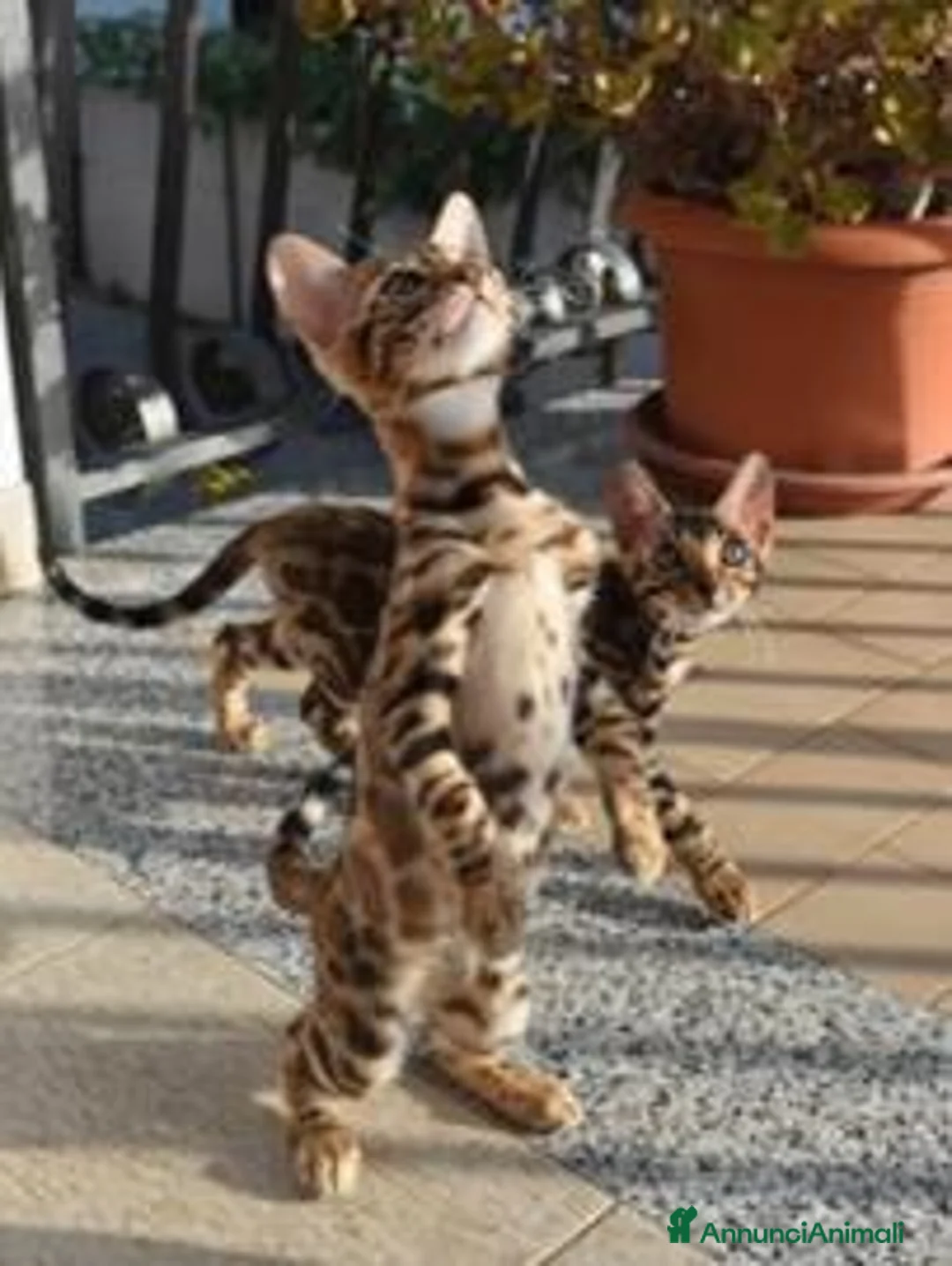 Bengala gatti in vendita: 3 femmine Bengala alta genealogia pedigree a Provincia di Chieti - Annuncio 6