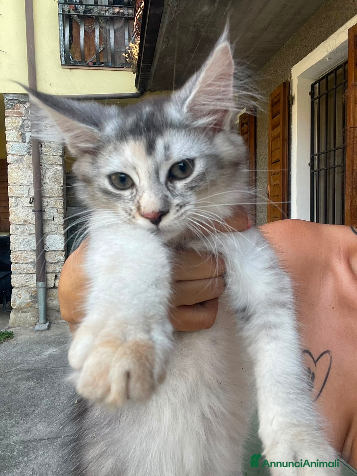 Maine Coon gatti Cucciola Maine coon shaded pedigree tre rate - Annuncio 1