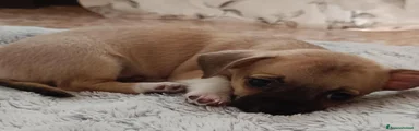 Chihuahua 1