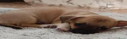 Chihuahua cani in vendita: Chihuahua - Annuncio 4