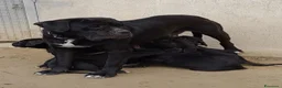 Cane Corso cani in vendita: Spettacolari cuccioli di Cane Corso  - Annuncio 1
