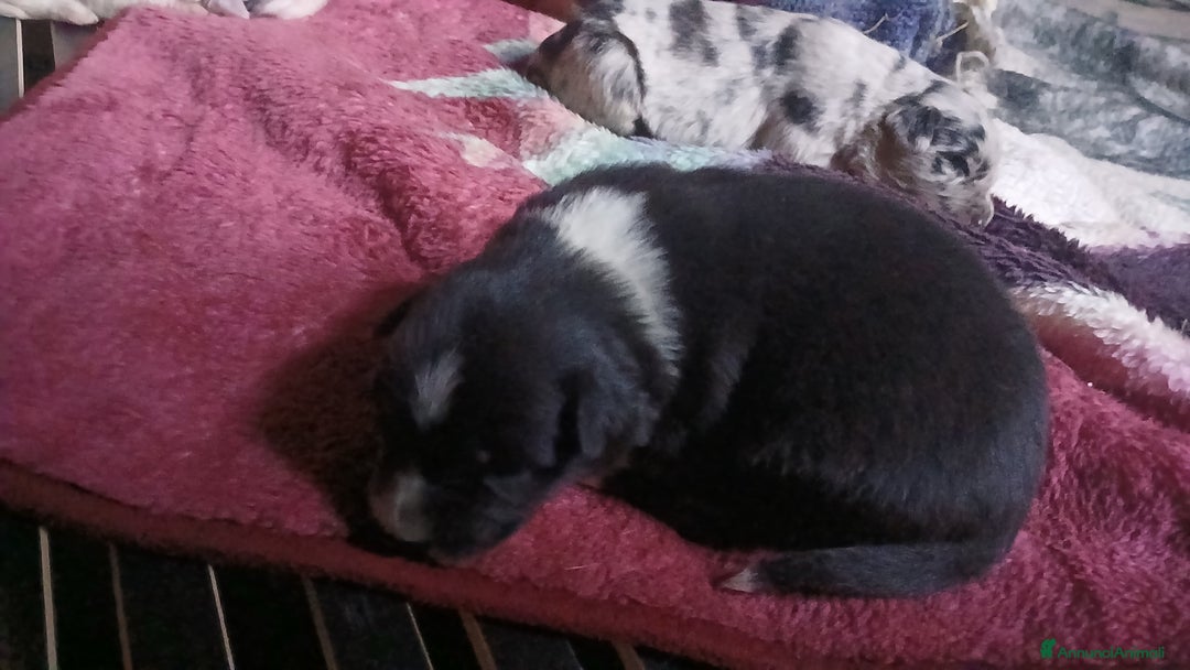 Meticcio cani in vendita: cuccioli pastore australian collie - Annuncio 4