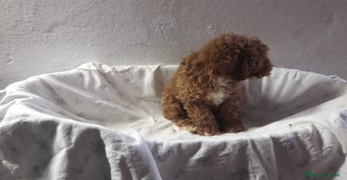 Barboncino cani - Annuncio 6