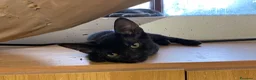 Europeo gatti in regalo: Meravigliosi gattini! a Provincia di Chieti - Annuncio 2