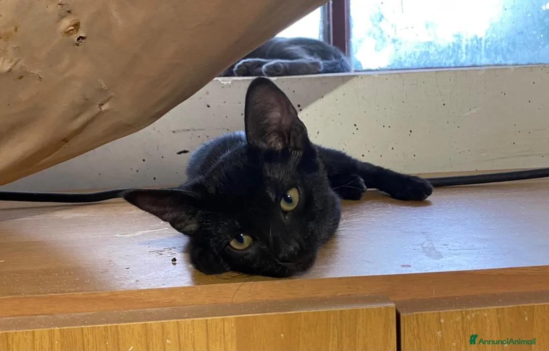 Europeo gatti in regalo: Meravigliosi gattini! a Provincia di Chieti - Annuncio 2