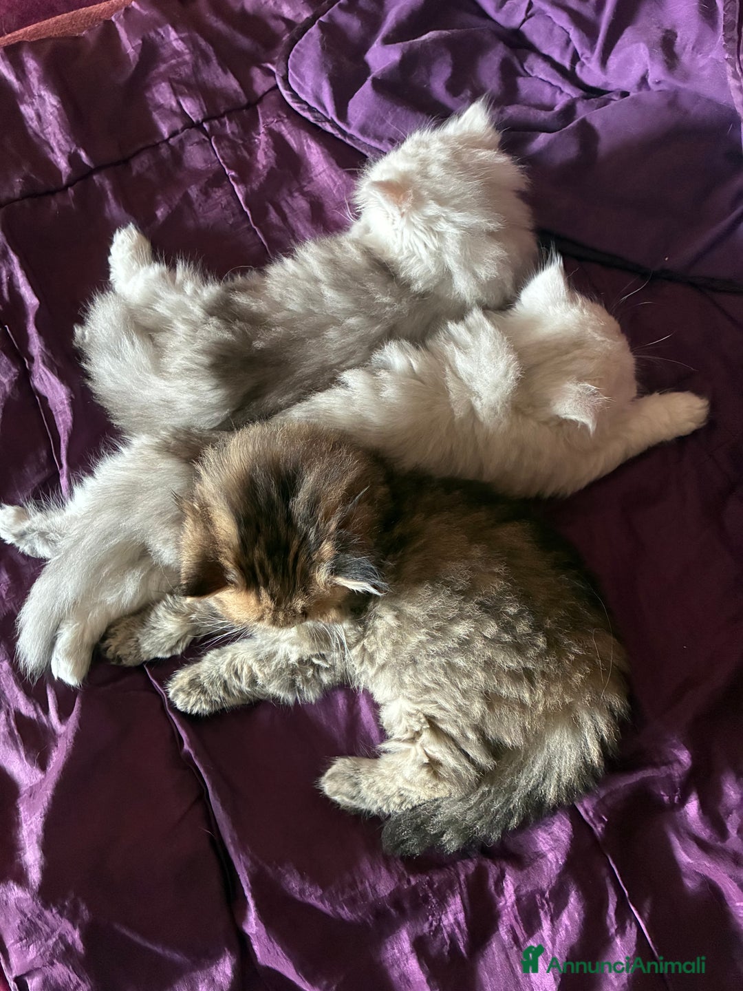 Persiano gatti in vendita: Persiano chincilla  - Annuncio 3