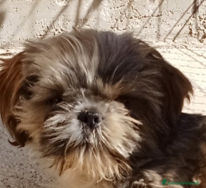 Shih Tzu cani Splendido cucciolo di Shitzu  - Annuncio 8