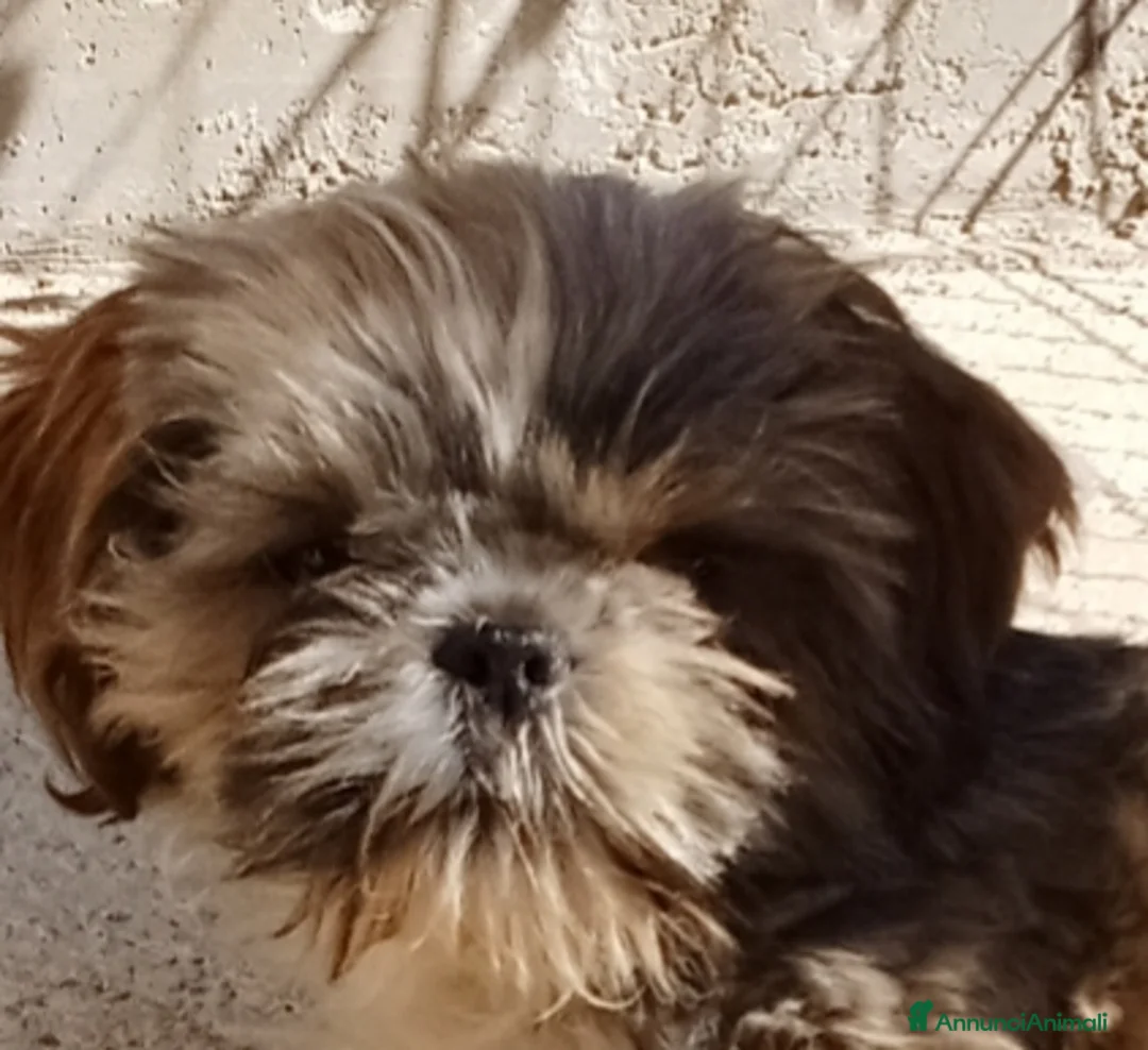 Shih Tzu cani in vendita: Splendido cucciolo di Shitzu  - Annuncio 1