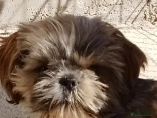 Shih Tzu cani Splendido cucciolo di Shitzu - Annuncio 7