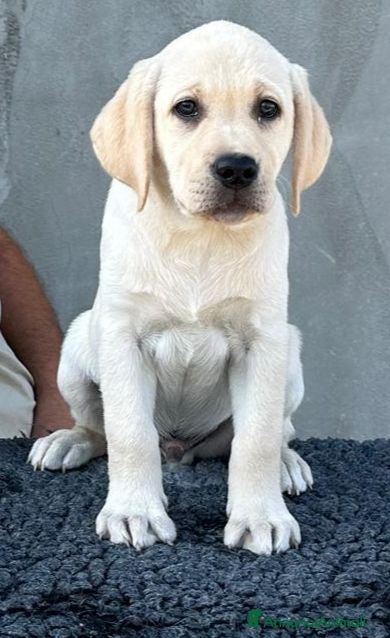 Labrador cani Cuccioli labrador retriever  - Annuncio 2
