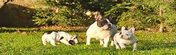 Bulldog Francese cani in vendita: Cucciola di bulldog francese - Annuncio 2