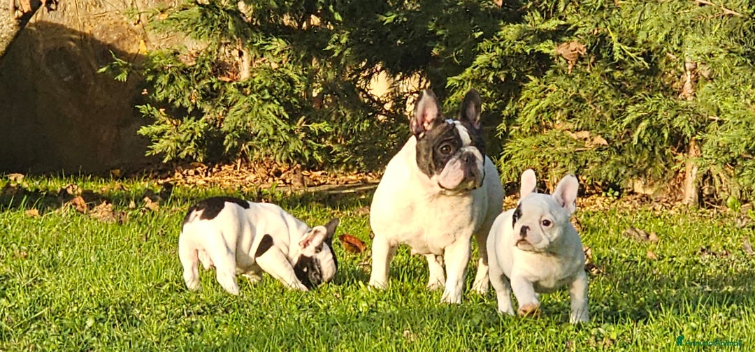 Bulldog Francese cani in vendita: Cucciola di bulldog francese - Annuncio 2