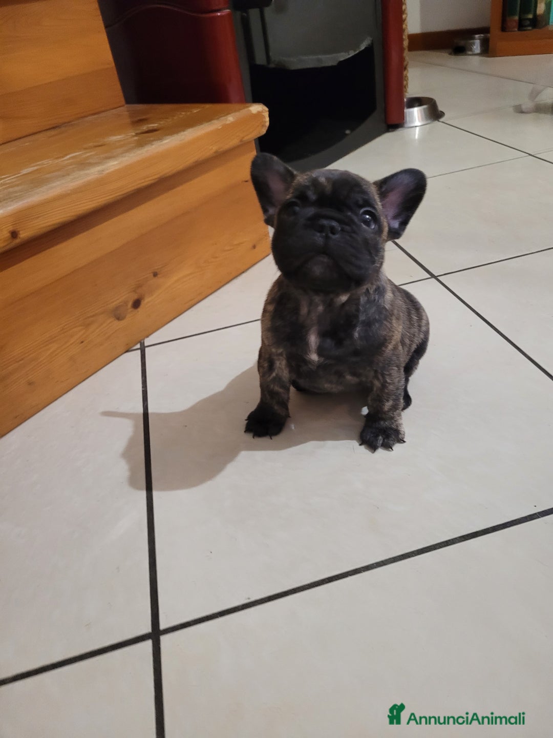 Bulldog Francese cani in vendita: cucciolo bulldog francese - Annuncio 7