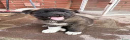 Akita Americano cani in vendita: Akita Americano - Annuncio 9
