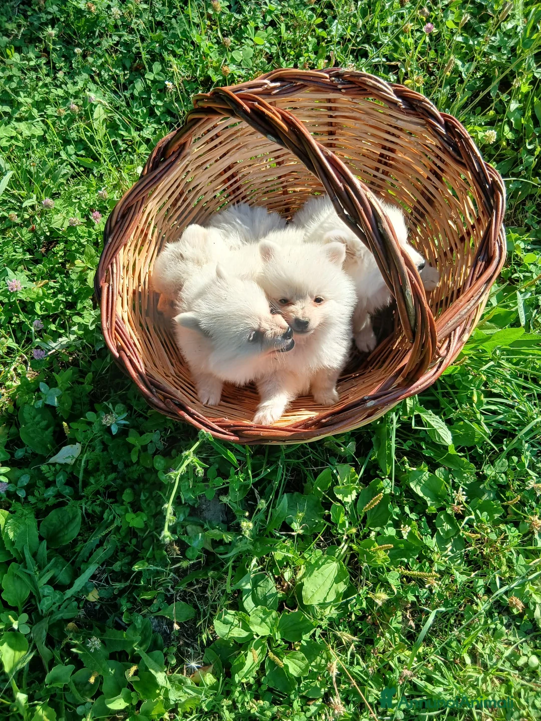 Volpino Italiano cani in vendita:  Cuccioli di Volpino Italiano- ottima genealogia  - Annuncio 2