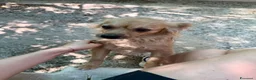 Meticcio cani in regalo: Roxana e Basilio: adozione di coppia nonnini - Annuncio 20