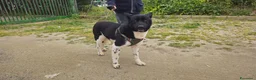 Meticcio cani in regalo: LUPETT - Annuncio 2