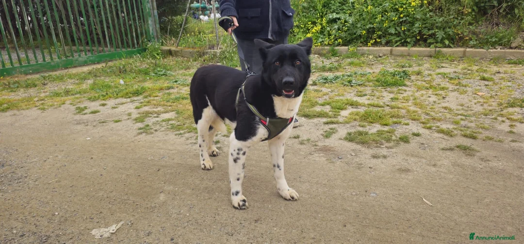 Meticcio cani in regalo: LUPETT - Annuncio 2
