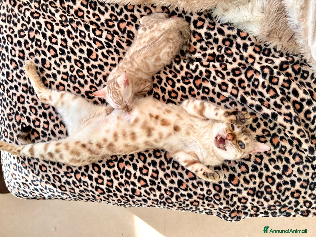 Immagine della galleria {{count}}