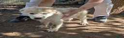 Meticcio cani in regalo: Cuccioli meticci cercano casa - Annuncio 20