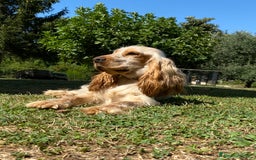 Cocker cani in vendita: Cuccioli di Cocker Spaniel Inglese a Provincia di Frosinone - Immagine 6