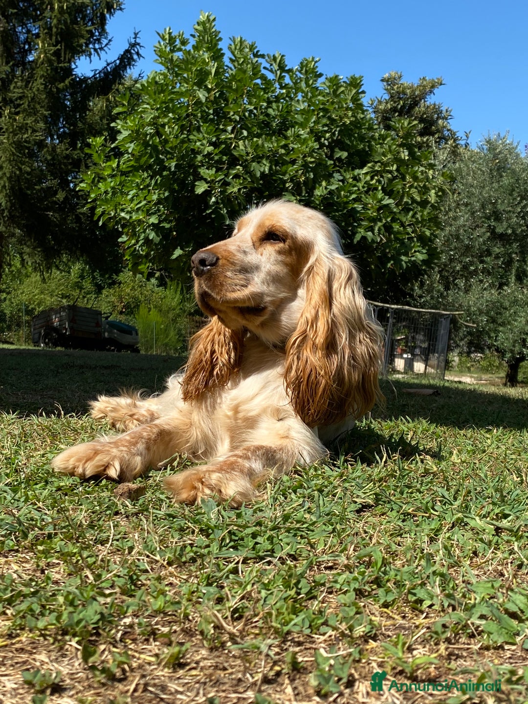 Cocker cani in vendita: Cuccioli di Cocker Spaniel Inglese a Provincia di Frosinone - Immagine 6