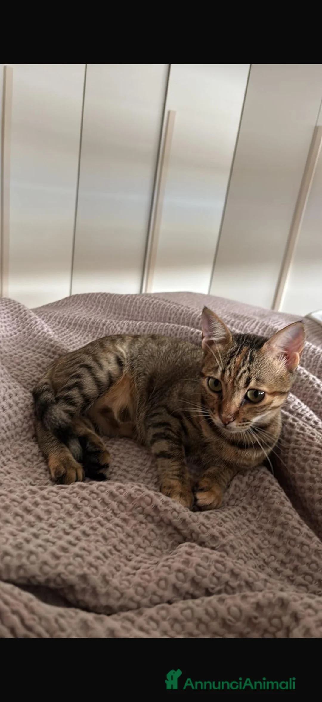 Europeo gatti in regalo: GATTINI MERAVIGLIOSI  a Provincia di Crotone - Annuncio 2