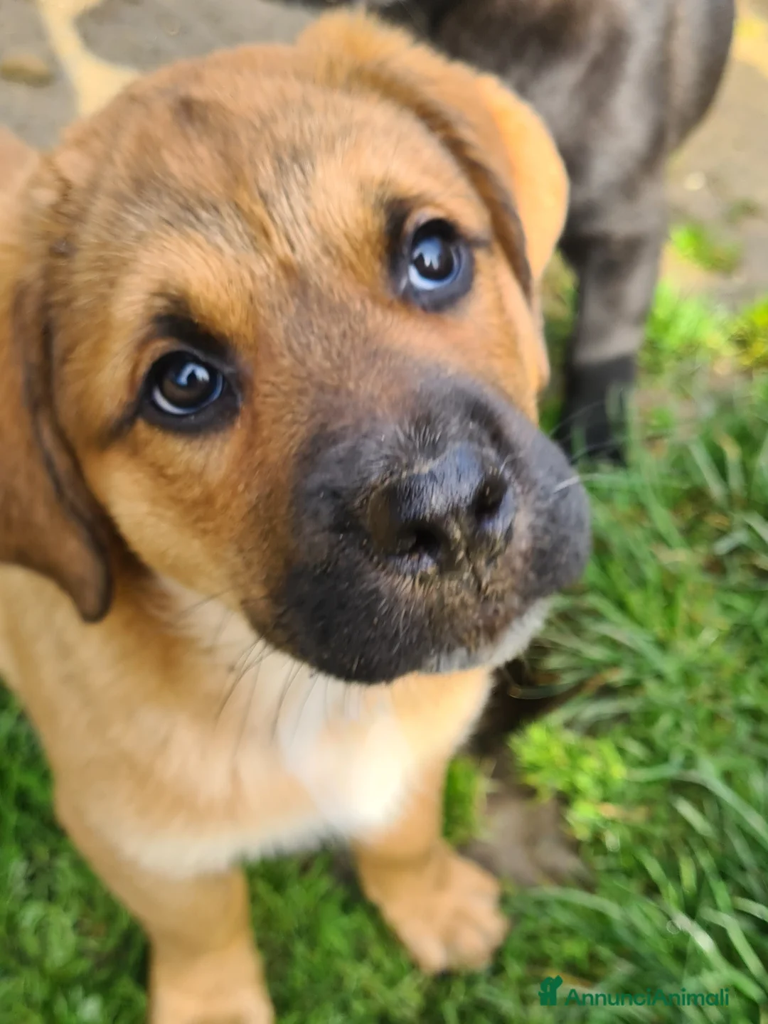 Meticcio cani in regalo: CARRIE, formidabile cucciola di 2 MESI E MEZZO. - Annuncio 2