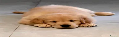 Golden Retriever 5