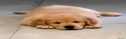 Golden Retriever cani in vendita: Ultime due cucciole di Golden Retriver  - Annuncio 1
