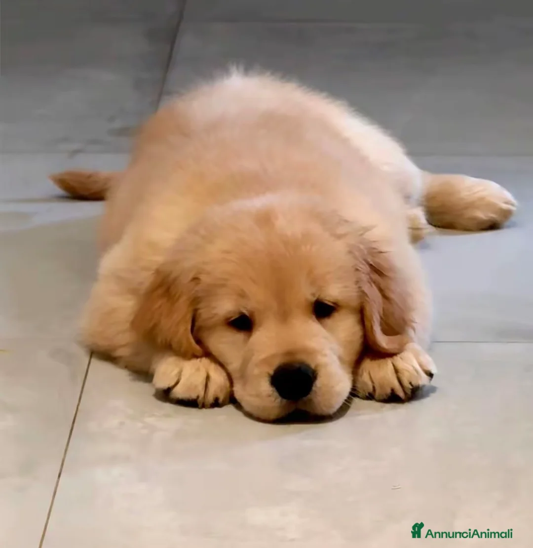 Golden Retriever cani in vendita: Ultime due cucciole di Golden Retriver  - Annuncio 1