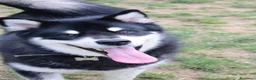 Alaskan Malamute cani per accoppiamento: Alaskan malamute a Provincia di Livorno - Annuncio 26